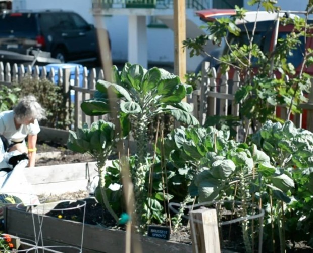 A community garden in Florida